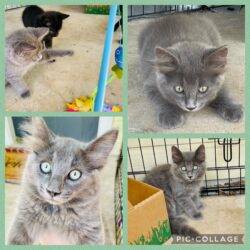 Kittens For Adoption In Fouke Arkansas Near Texarkana
