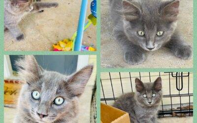 3 Adorable 12 Week Old Kittens For Adoption in Fouke Arkansas Near Texarkana