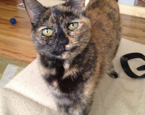 Kitty Dukakis - Tortoiseshell Cat For Adoption New York City
