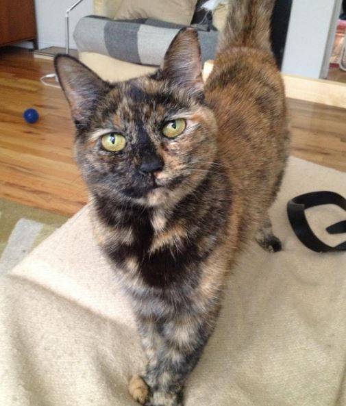 Kitty Dukakis - Tortoiseshell Cat For Adoption New York City