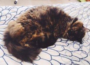 Maine coon mix cat for adoption in washington dc – adopt this stunning tortoiseshell calico cat today