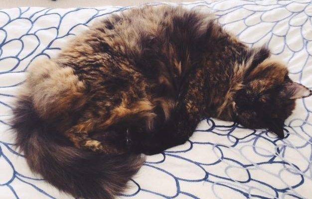 Maine Coon Mix Cat For Adoption in Washington DC - Adopt ...