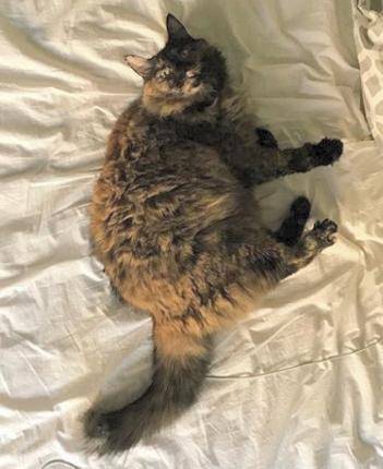 Kitty - maine coon mix cat for adoption in washington dc
