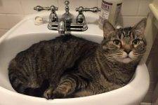 Kitty - Tabby Cat For Adoption In Brooklyn NY