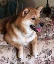 Shiba Inu Dog For Adoption In El Cajon CA
