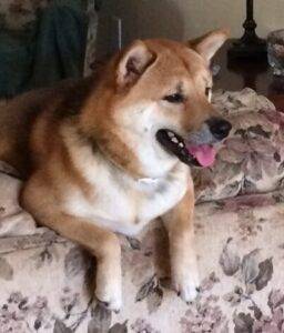 Adopt a shiba inu dog in el cajon ca – supplies included – meet klaus