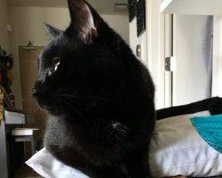 Knightly black cat for adoption san diego ca 3