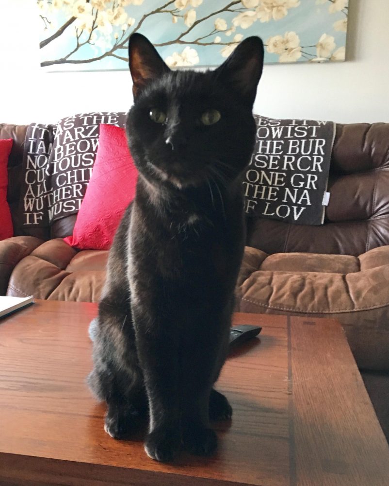 Orange Tabby Cat and Black Cat For Adoption in San Diego CA Adopt