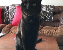 Knightly black cat for adoption san diego ca 3