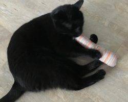 Knightly black cat for adoption san diego ca 3