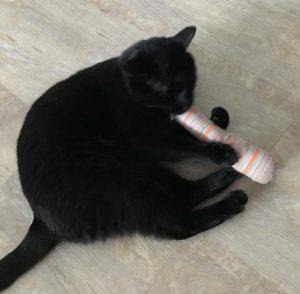 Knightly black cat for adoption san diego ca 3