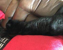 Knightly black cat for adoption san diego ca 3