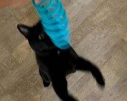 Knightly black cat for adoption san diego ca 3