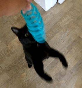 Knightly black cat for adoption san diego ca 3