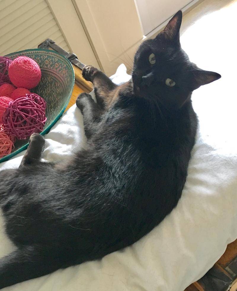 Knightly black cat for adoption san diego ca