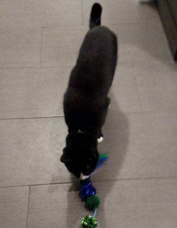 Knuckles - 4 YO Male Black White Tuxedo Cat Adoption Boston 3 - Pet