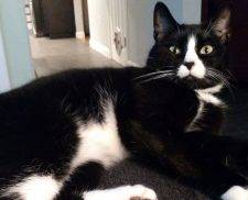 Knuckles - 4 YO Male Black White Tuxedo Cat Adoption Boston