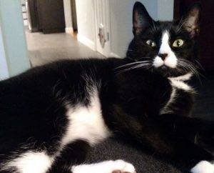 4 yo m black and white tuxedo cat for adoption boston ma area – all supplies included