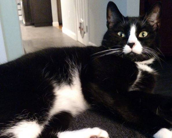 Knuckles - 4 YO Male Black White Tuxedo Cat Adoption Boston