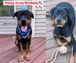 dog for adoption in charlotte Photo Amazing Rottweiler Dog For Adoption in Charlotte NC