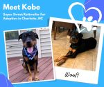 Amazing Rottweiler Dog For Adoption In Charlotte NC