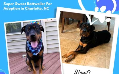 Amazing rottweiler dog for adoption in charlotte nc – meet kobe