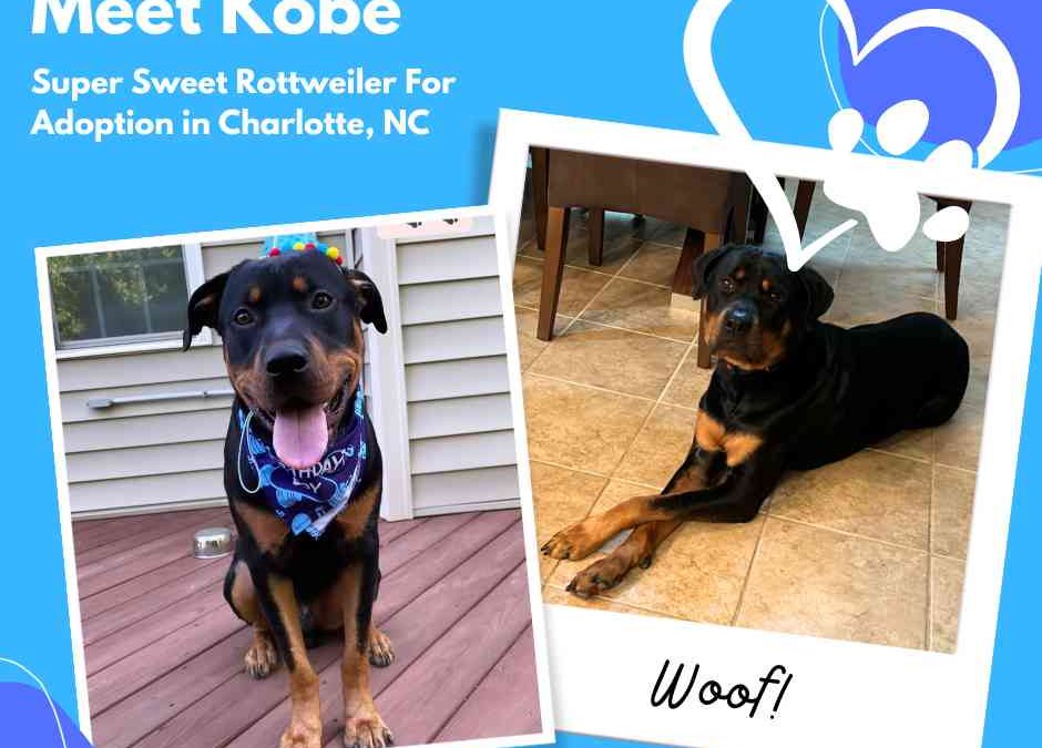 Amazing rottweiler dog for adoption in charlotte nc – meet kobe