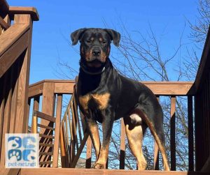 dog for adoption in charlotte Photo Amazing Rottweiler Dog For Adoption in Charlotte NC