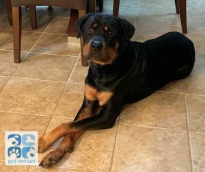 dog for adoption in charlotte Photo Amazing Rottweiler Dog For Adoption in Charlotte NC