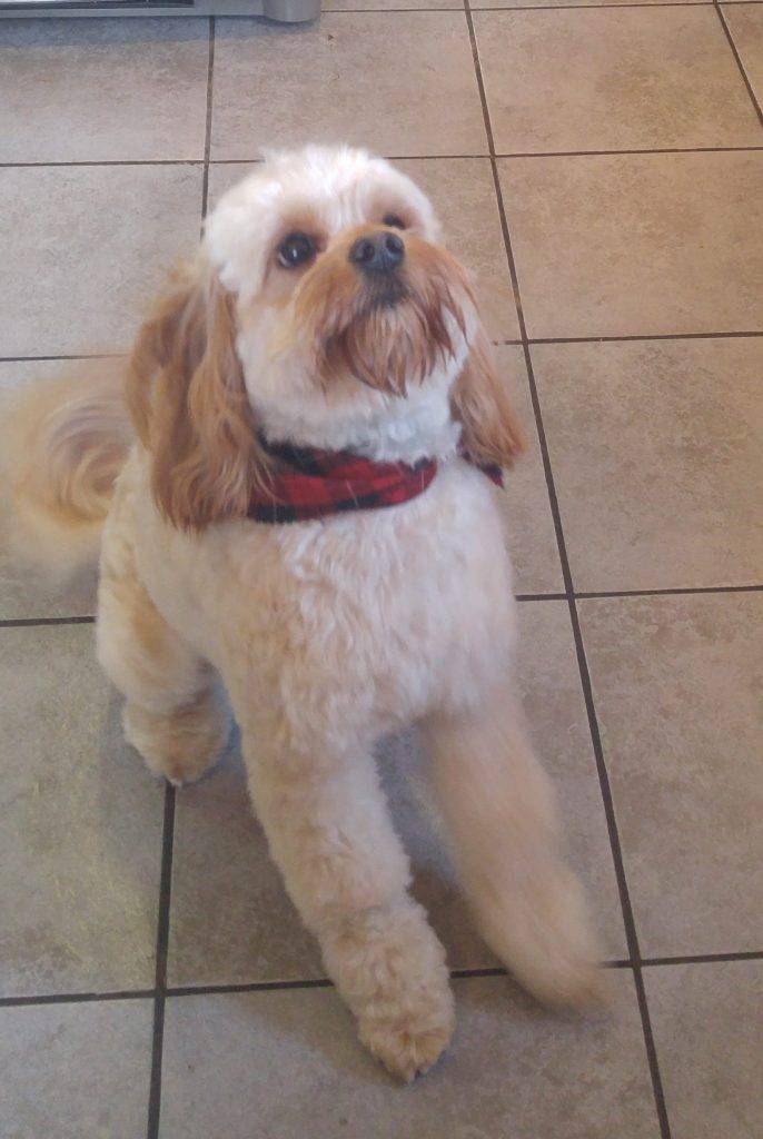 Koda- cockapoo dog for adoption strathmore ab
