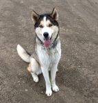 Alaskan Huskies For Adoption By Owner - Private Alaskan Husky Rehoming Services