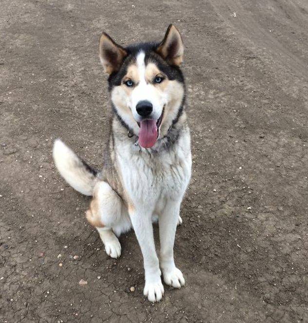 Koda Siberian Husky Alaskan Malamute Adoption Saskatchewan 1