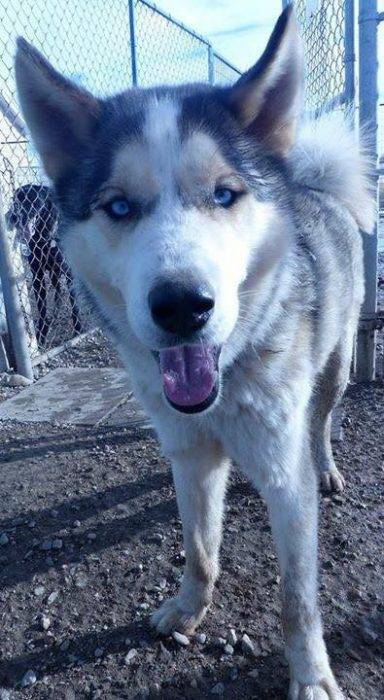 Koda siberian husky alaskan malamute adoption saskatchewan 1