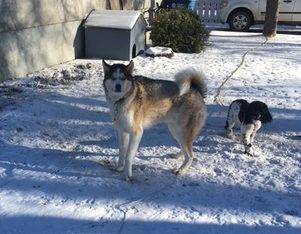 Koda siberian husky alaskan malamute adoption saskatchewan 1