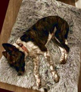 American pit bull terrier australian cattle dog mix puppy for adoption in charlottle north carolina – meet koda