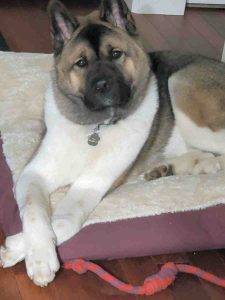 Kodi American Akita Dog For Adoption Seattle WA 1