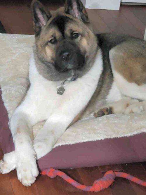 American Akita Dog For Adoption in Maple Valley Washington Adopt Kodi