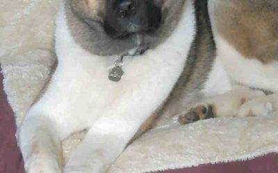 American akita dog for adoption in maple valley washington – adopt kodi