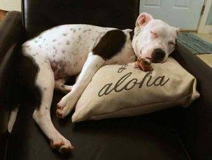 Photo Koe american pit bull terrier pitbull adoption honolulu hi 11