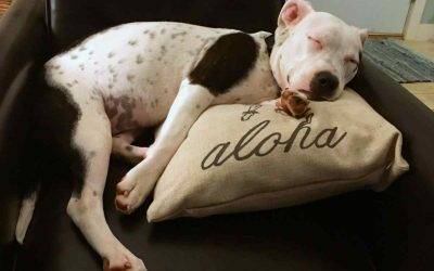 American pit bull terrier mix dog for adoption in kaneohe hi – adopt koe