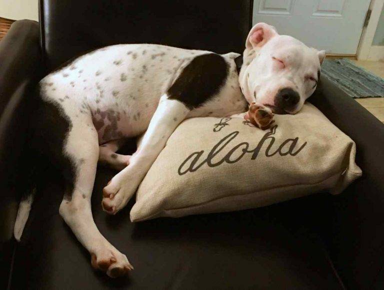 American Pit Bull Terrier Mix Dog For Adoption in Kaneohe HI - Adopt Koe