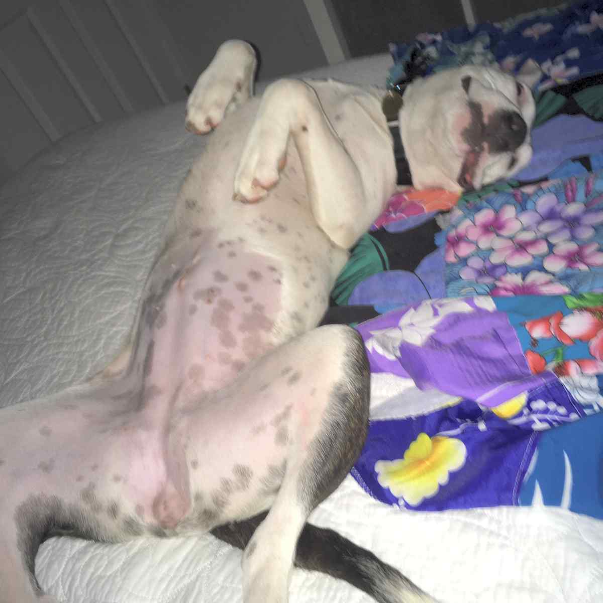 Koe american pit bull terrier pitbull adoption honolulu hi