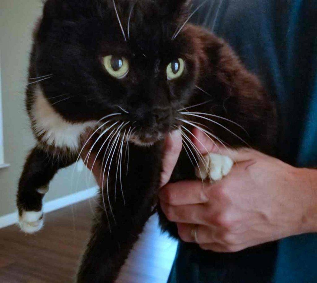 Kokopelli -bw tuxedo cat to adopt in austin texas