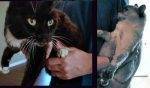 Tuxedo Cat To Adopt In Austin Texas