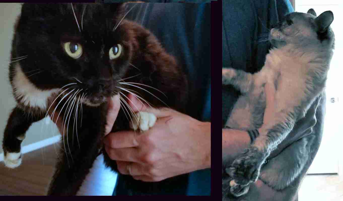 Kokopelli -bw tuxedo and Eva - Siamese Cat to adopt in Austin Texas