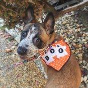Kona, A Cute Little ACD (Australian Cattle Dog) Rehomed In San Jose CA