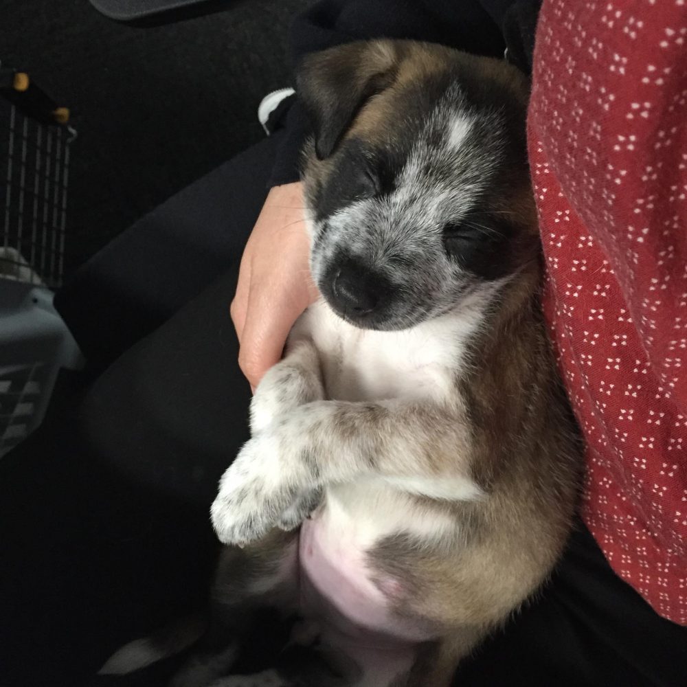 Pleasant San Jose Pet Adoption Photography