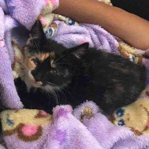 Adorable tiny calico kitten for adoption in honolulu – adopt kona