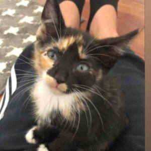 Kona calico kitten for adoption in honolulu 4