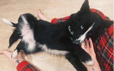 Border collie pomsky (pomeranian siberian husky) mix puppy for adoption in philadelphia new york connecticut or new jersey – meet sweet kouture